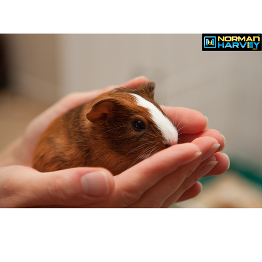 The “No-BS” Pet Gift Guide + Guinea Pig Setup That Actually Works