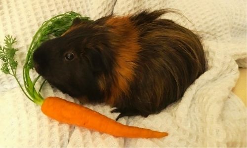 Pet Guinea pig with a carrot