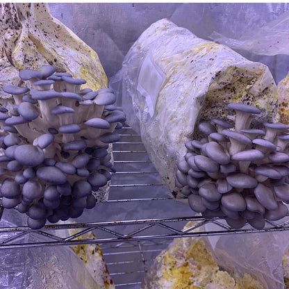 Mushroom Grow Bags for Cultivation