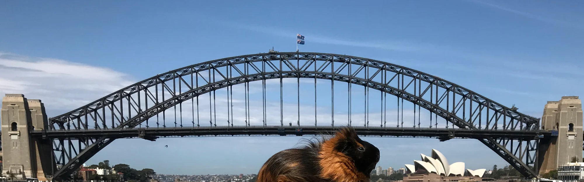 Guinea pig with harbour bridge and opera house in Sydney