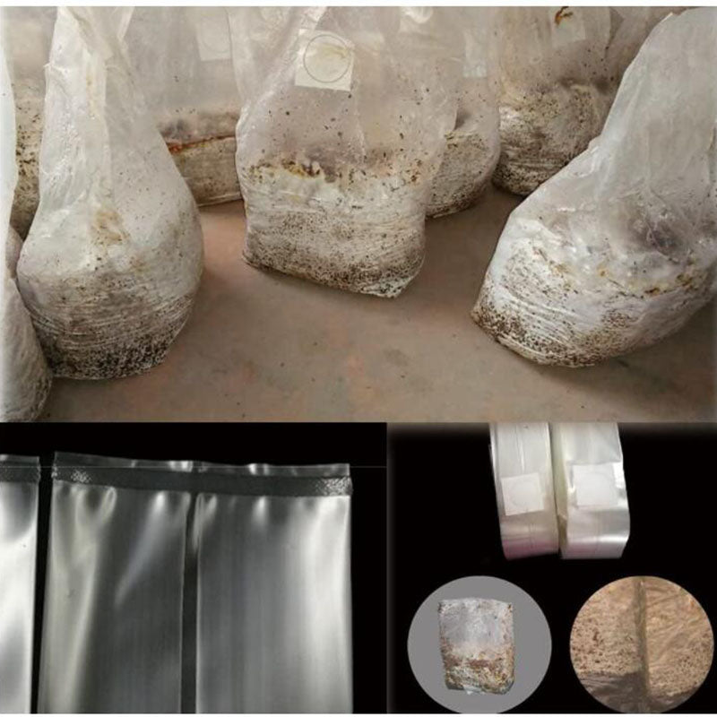 Uniform Bacterial Distribution in Mushroom Bags