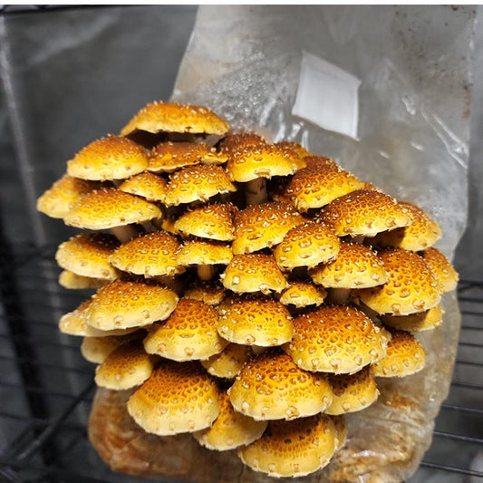 Mushroom Substrate Bags for Thriving Harvests